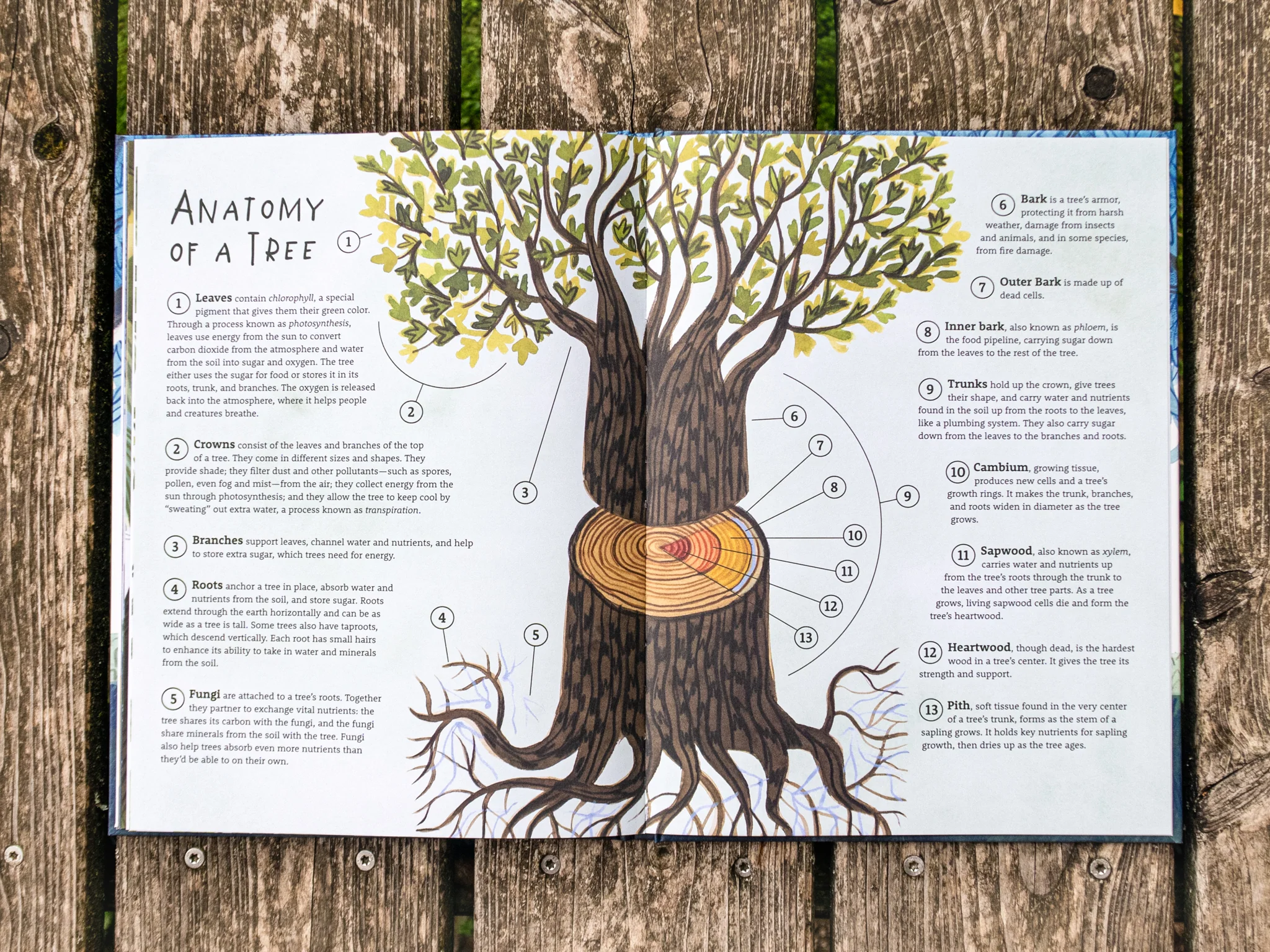 Baumhaus-KinderBuch "Be a Tree!" - Image 3