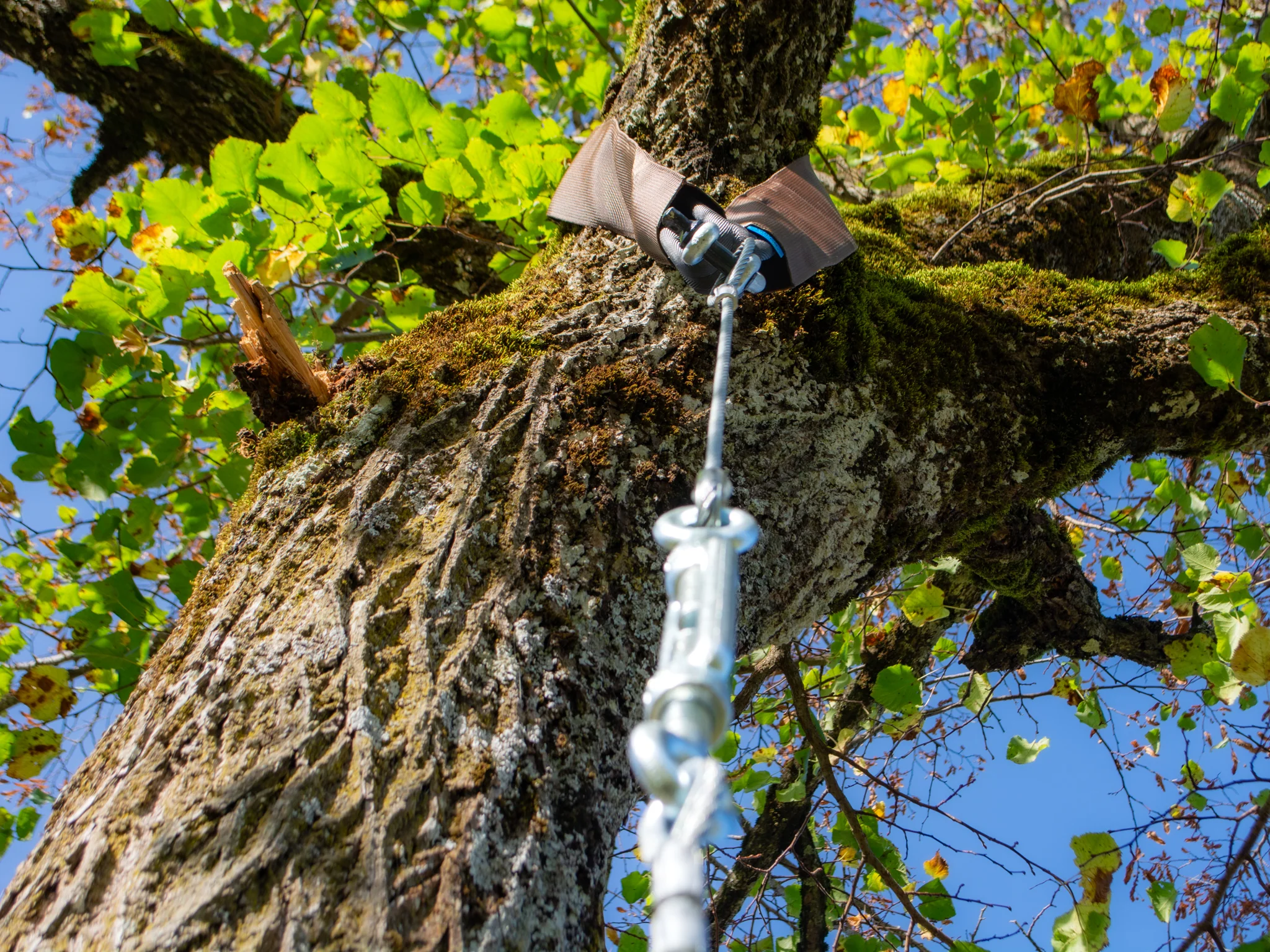 Befestigungs-Schlaufe für Bäume - Image 4